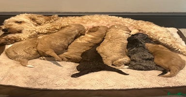 Cockapoo dogs - Advert 1