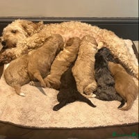 Cockapoo dogs - Advert 4