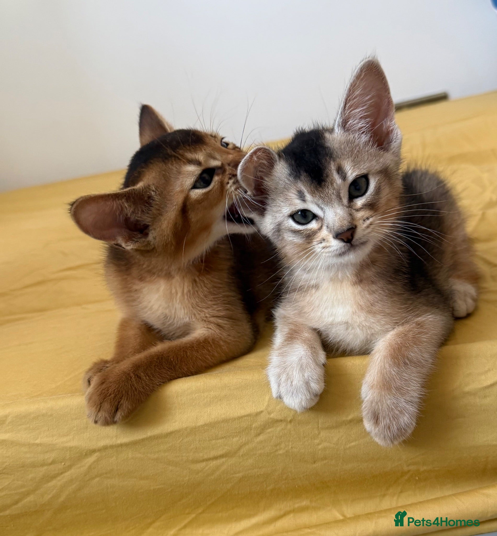 Abyssinian cats TICA Registered Abyssinian Kittens - Advert 1