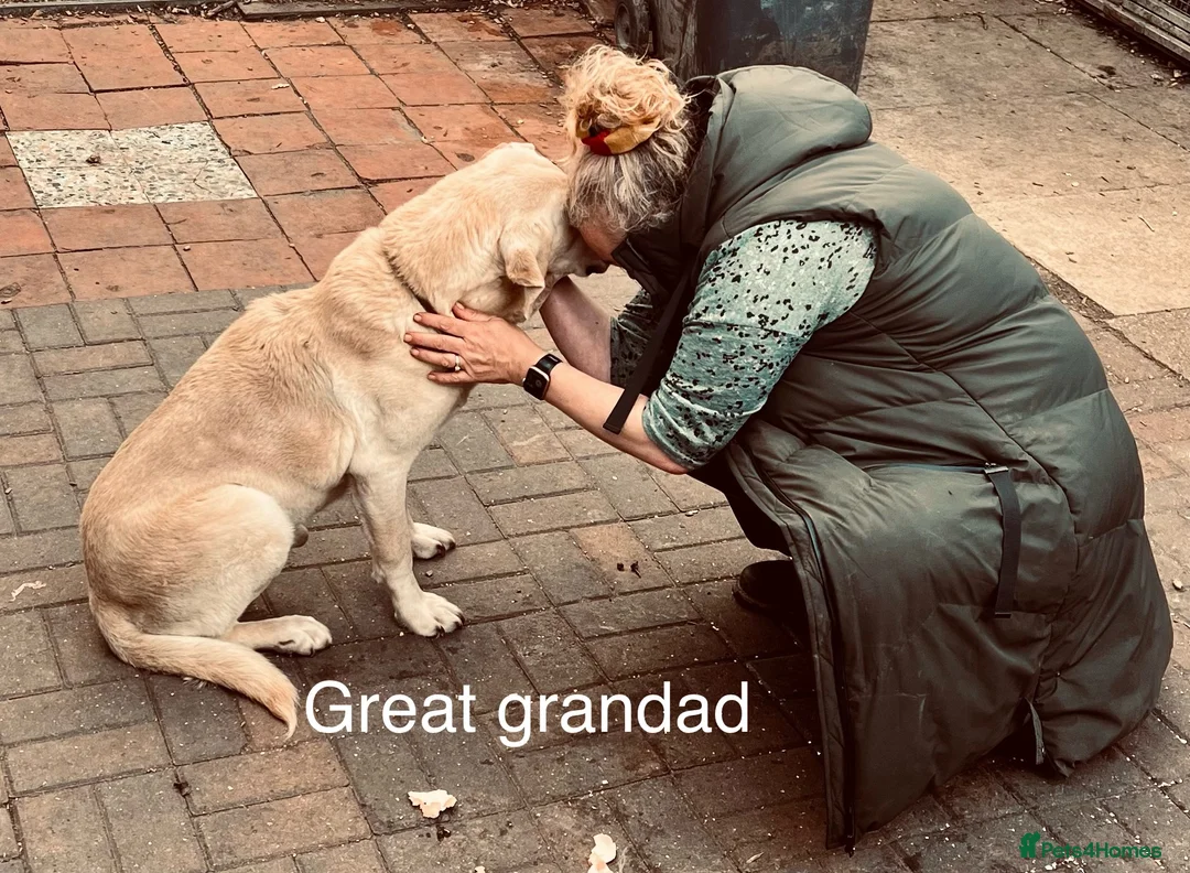 Labrador Retriever dogs for sale: KC Labrador Pups Chunky Traditional  Working - Advert 29