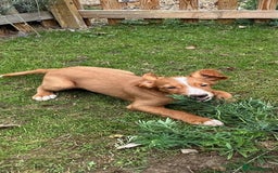 Cocker Spaniel dogs for sale: Cocker Spaniel puppies for sale - Image 15