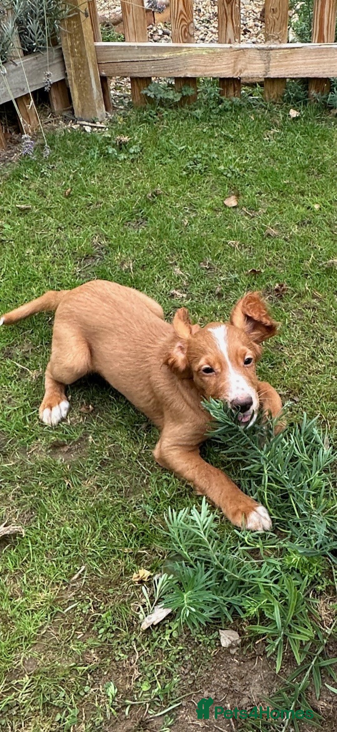 Cocker Spaniel dogs for sale: Cocker Spaniel puppies for sale - Image 15