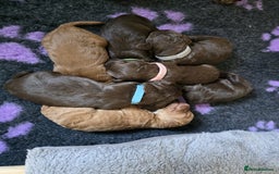 Cockapoo dogs for sale: Adorable F2b Cockapoo Puppies – Ready to Reserve  - Image 13