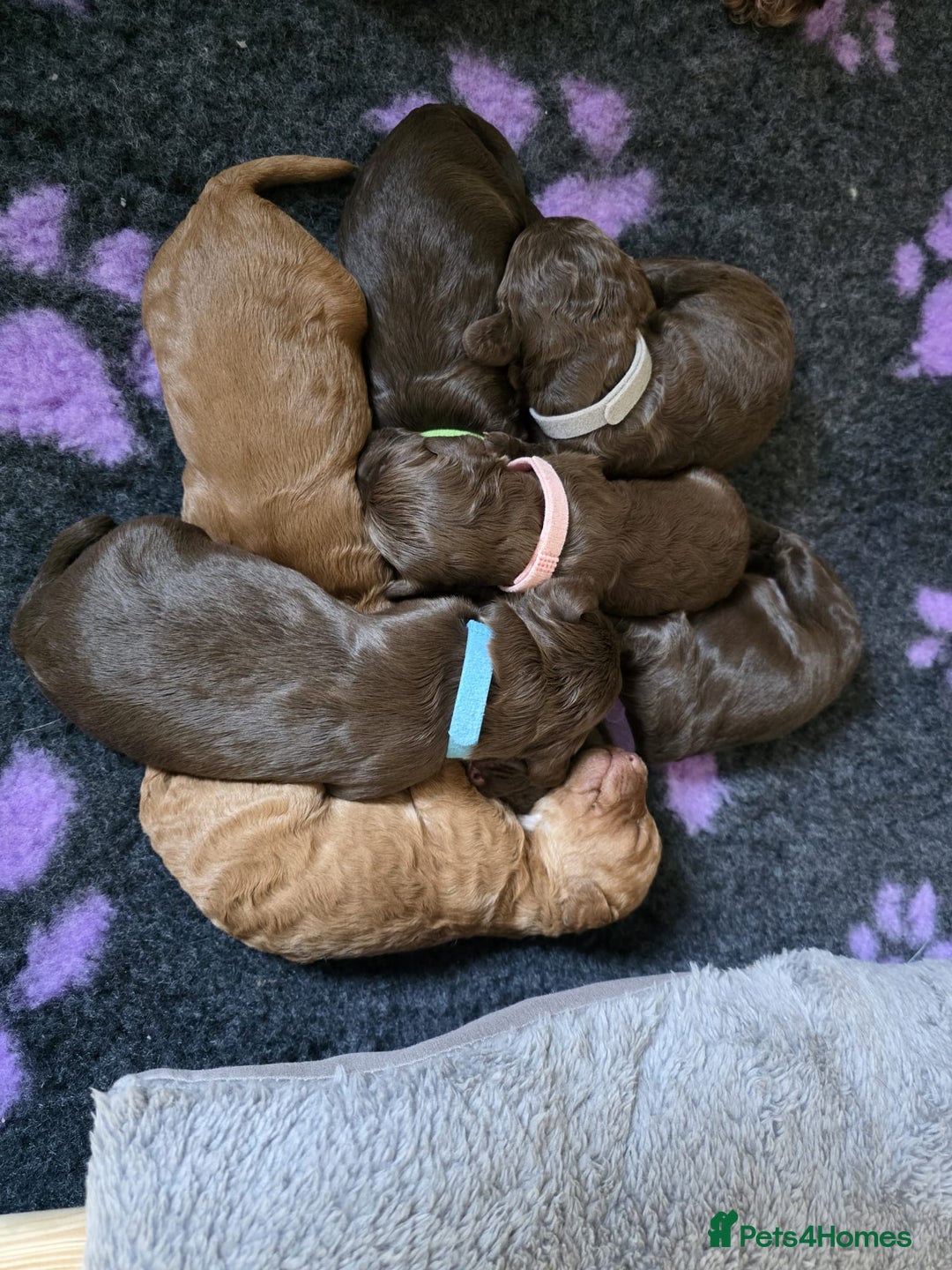 Cockapoo dogs for sale: Adorable F2b Cockapoo Puppies – Ready to Reserve  - Image 13