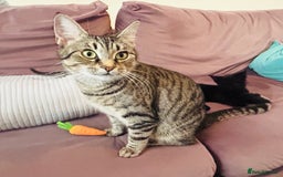 Mixed Breed cats for sale: Precious Fur Babies - Image 8