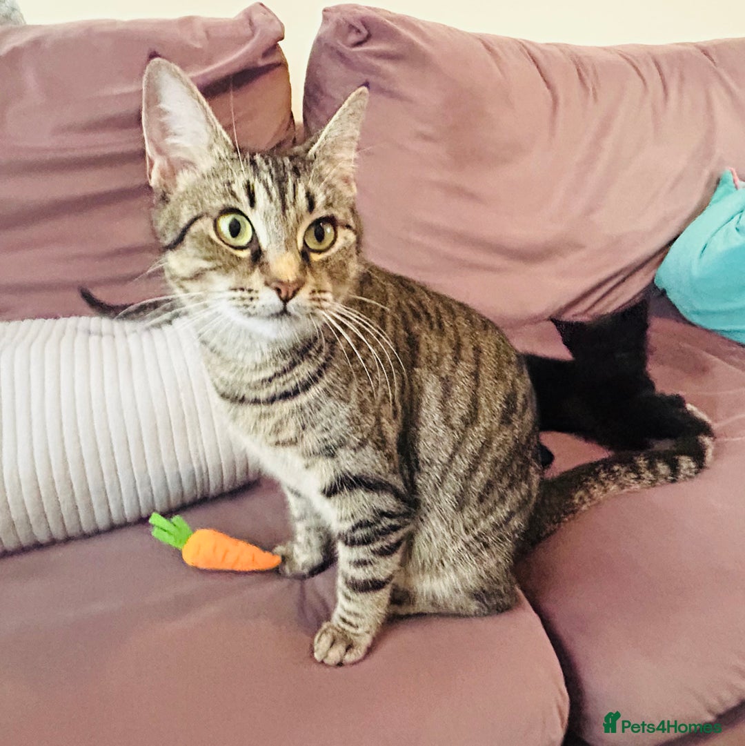 Mixed Breed cats for sale: Precious Fur Babies - Image 8