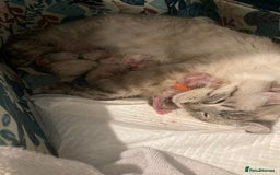 Ragdoll cats for sale: GCCF Registered Ragdolls  - Image 19