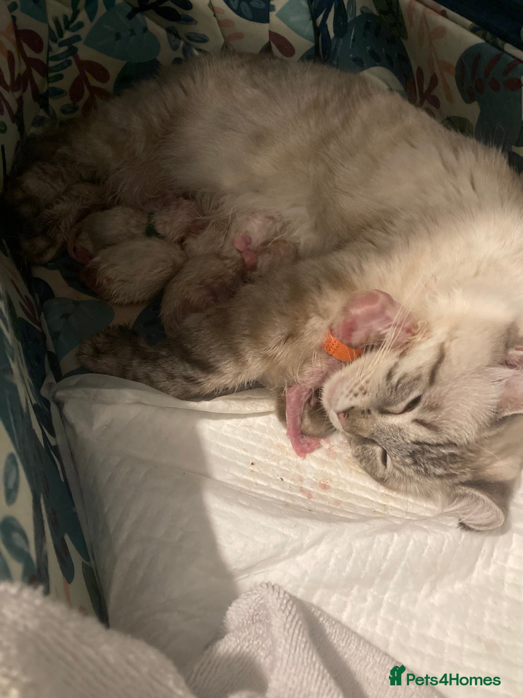 Ragdoll cats for sale: GCCF Registered Ragdolls  - Image 19