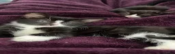 Mixed Breed cats for sale: Beautiful kitten ready for a new home - Advert 9