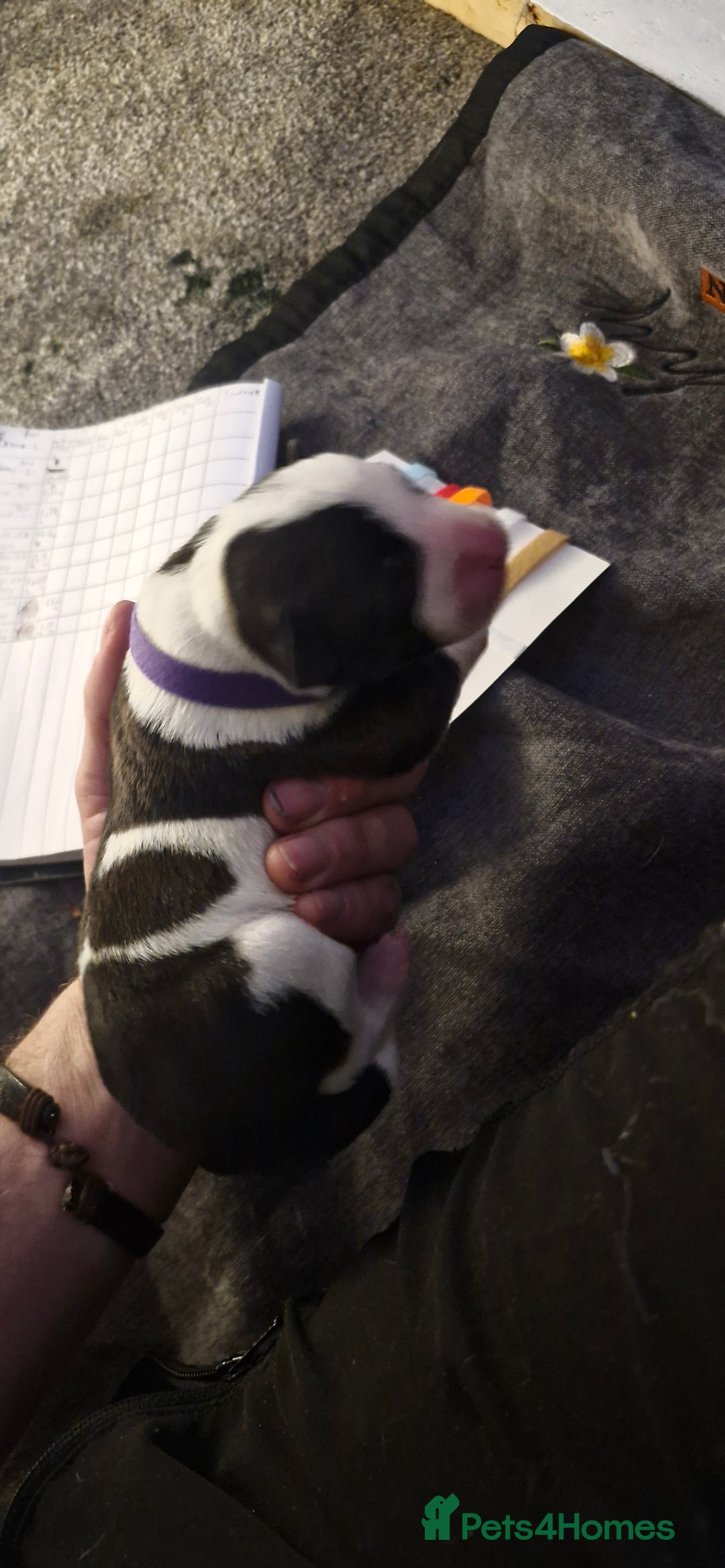 Mixed Breed dogs for sale: Bull grehound x collie (bull lurchers) - Advert 4