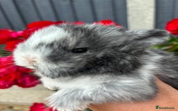 Mini Lop rabbits for sale: 2 Beautiful. Fluffy Mini Lop Rabbits - Image 2