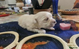 Maltese dogs for sale: 4 puppies bichons maltese - Image 9