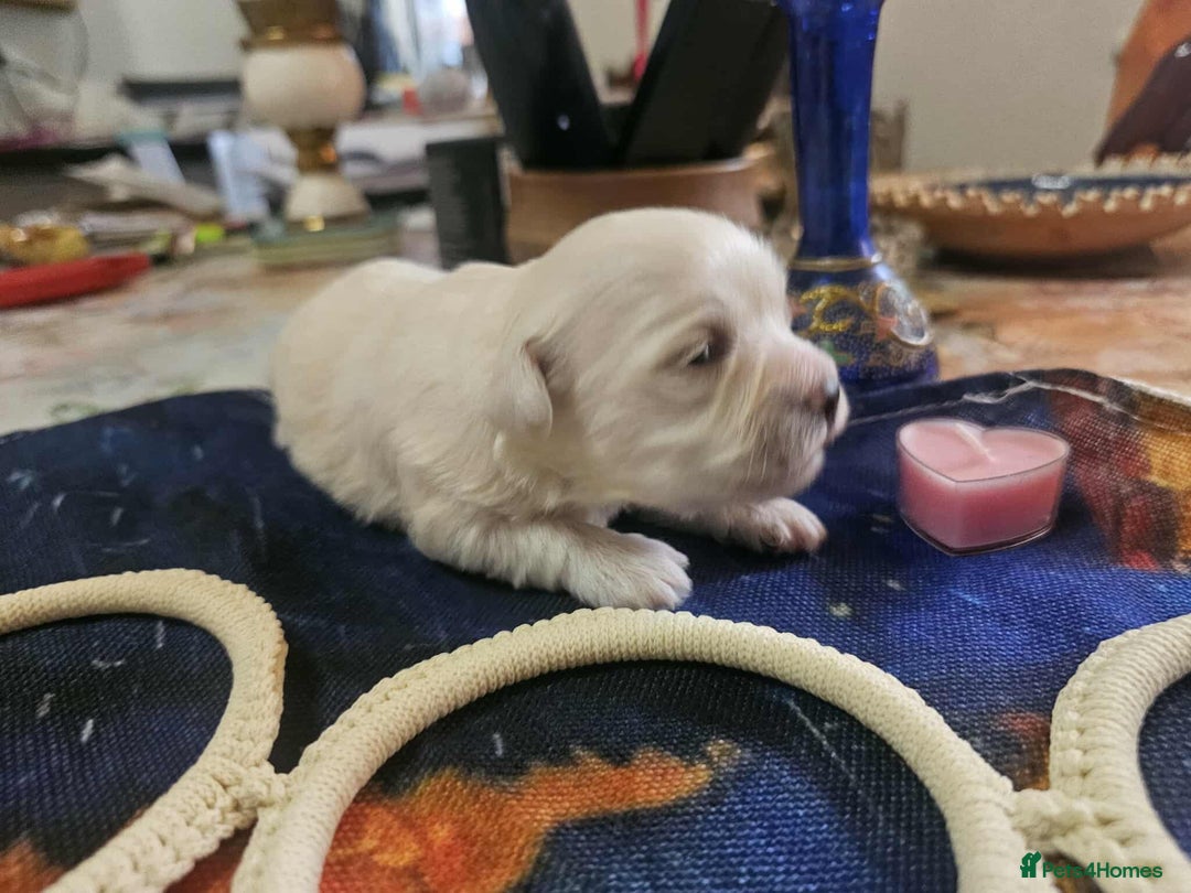 Maltese dogs for sale: 4 puppies bichons maltese - Image 9