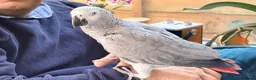 Parrots birds for sale: Krypto the amazing talking african grey in Solihull - Advert 4