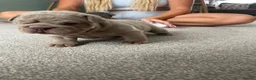 English Bulldog dogs for sale: 2 beautiful English Bulldog puppies 🥰🐶 - Advert 10