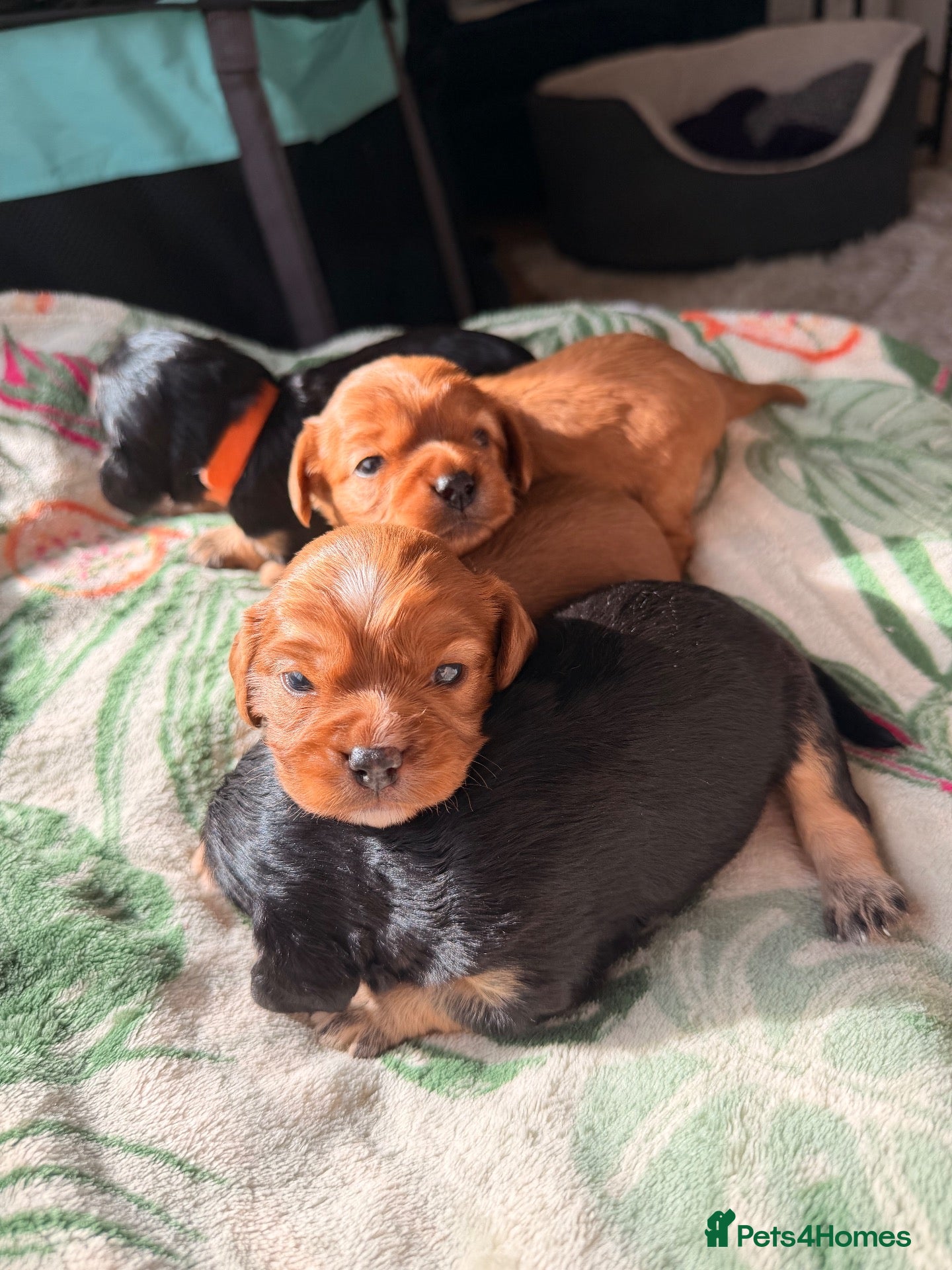 Cavapoochon dogs Cavalier King Charles Spaniel / Cavapooshon pups - Advert 1