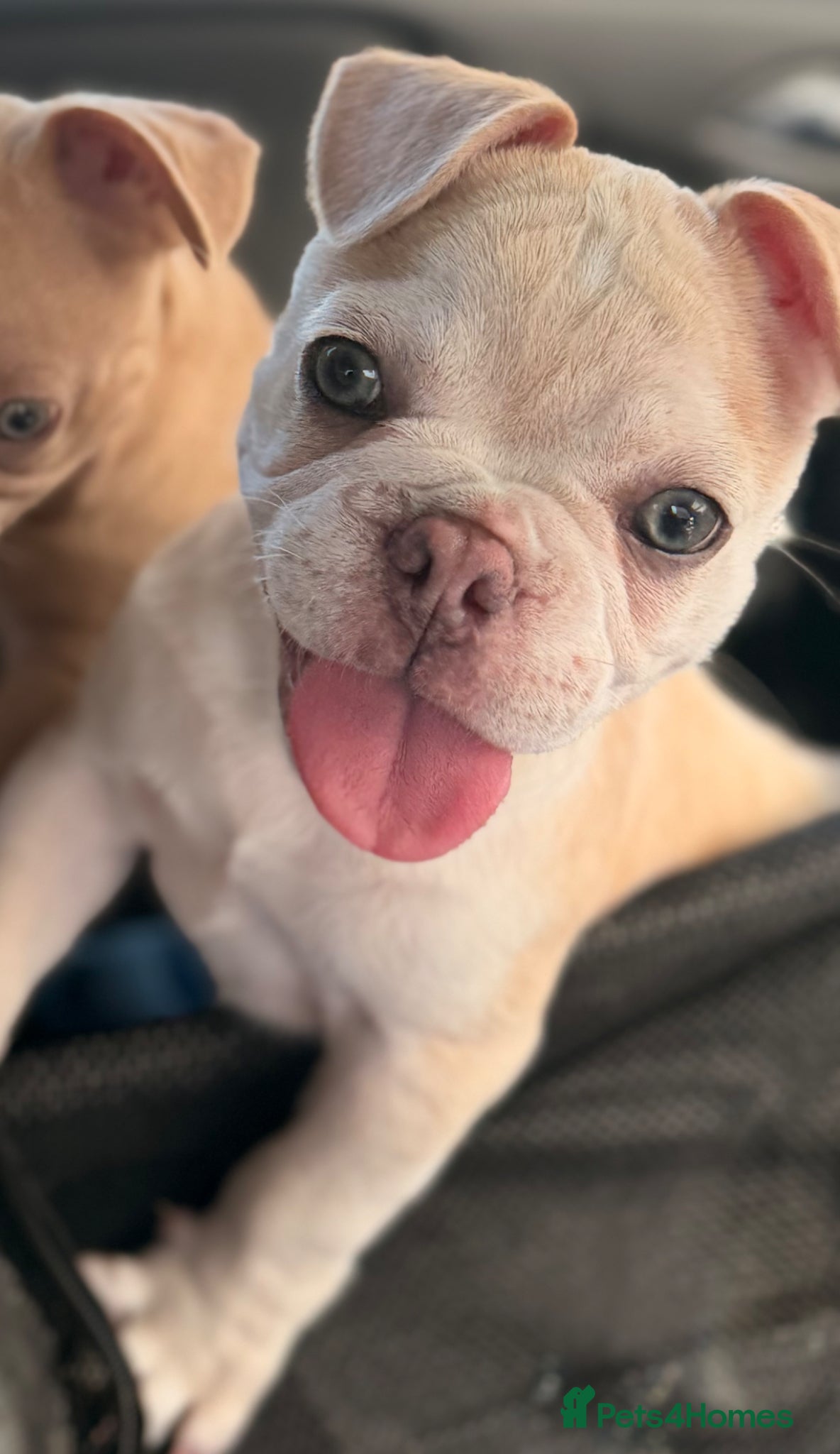 Mixed Breed dogs Boxer cross frenchie pups - MALE LEFT!  - Advert 6