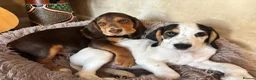 Bocker dogs for sale: Cocker spaniel cross beagle  - Advert 2