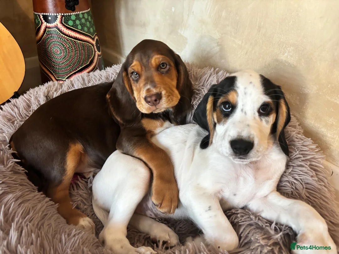 Bocker dogs for sale: Cocker spaniel cross beagle  - Advert 2