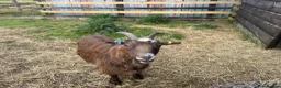 Goats livestock for sale: SOLD 3 Pygmy Nanny Goats For Sale - Advert 3