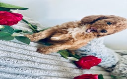 Cavapoo dogs for sale: 🐶 Beautiful F1B Cavapoo Puppies for Sale 🐶 - Image 27