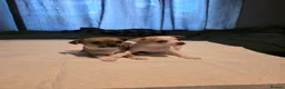 Chihuahua dogs for sale: Apple head  **  chihuahuas  in Milton Keynes - Advert 3