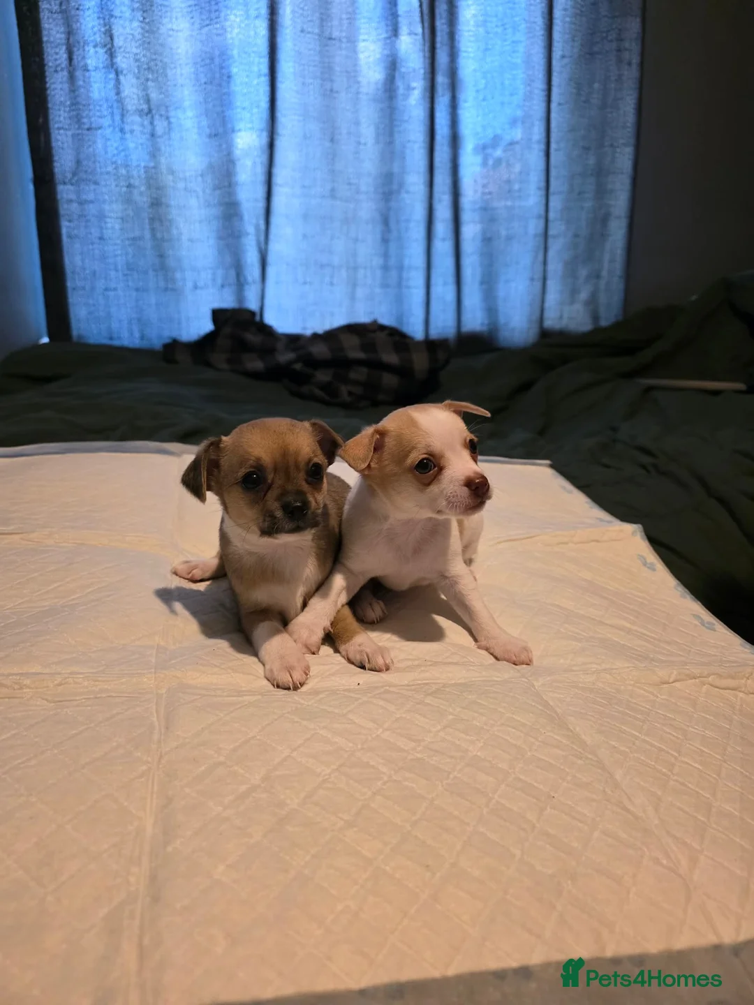 Chihuahua dogs for sale: Apple head  **  chihuahuas  - Advert 9