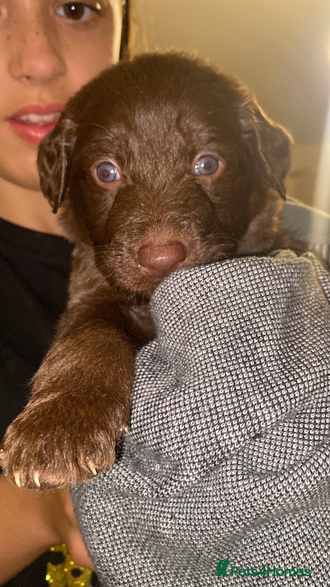 Mixed Breed dogs for sale: Beautiful Puppies – ONLY / LEFT!!! - Advert 29