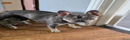 French Bulldog dogs for sale: 2 beautiful French bulldogs - Advert 2