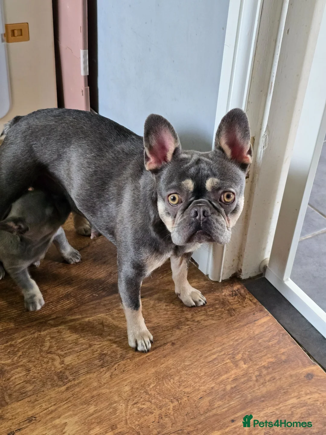 French Bulldog dogs for sale: 2 beautiful French bulldogs - Advert 2
