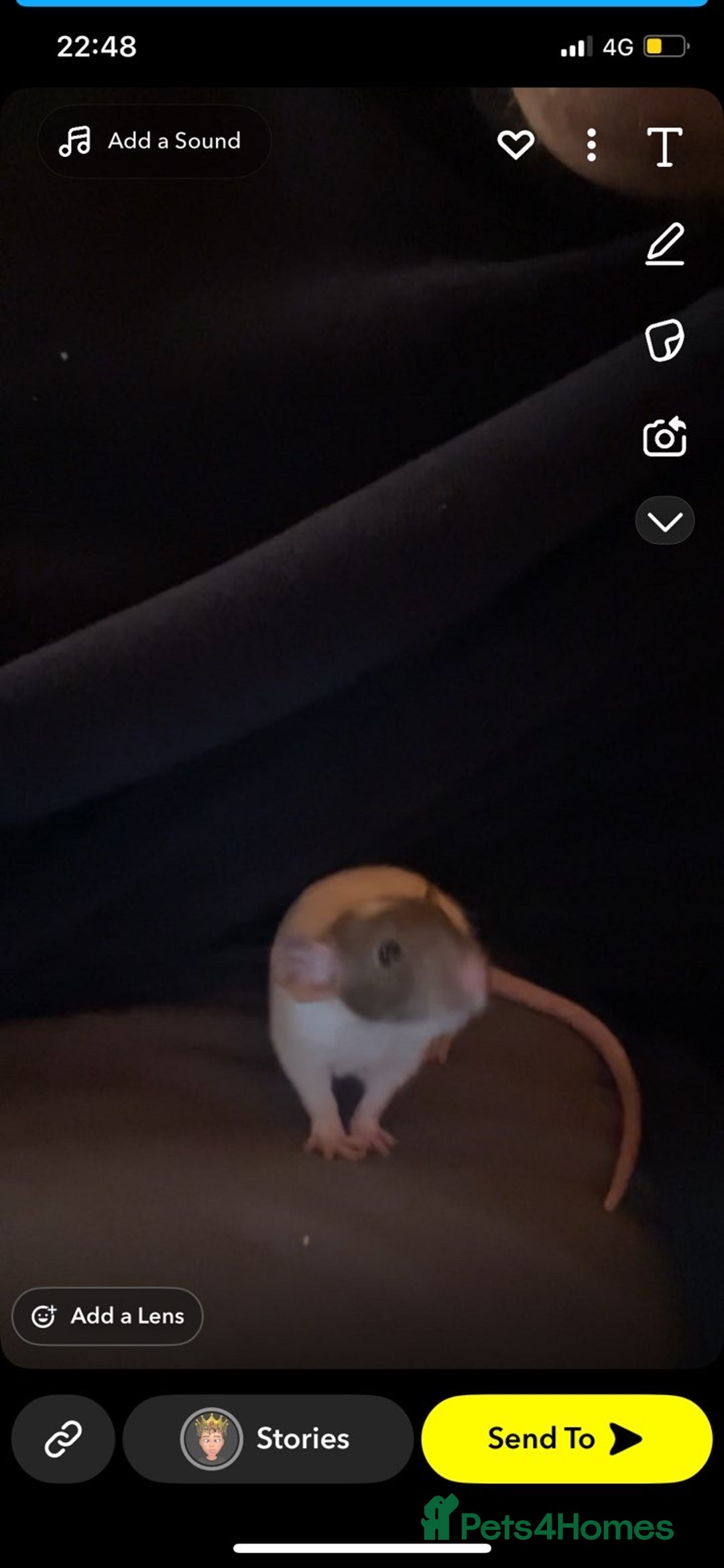 Rat rodents for sale: 3 Bonded Female rats - Image 5