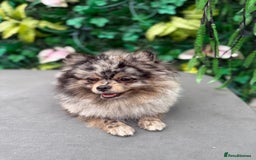 Pomeranian dogs for sale: Stunning Merle Pomeranian!  - Image 6