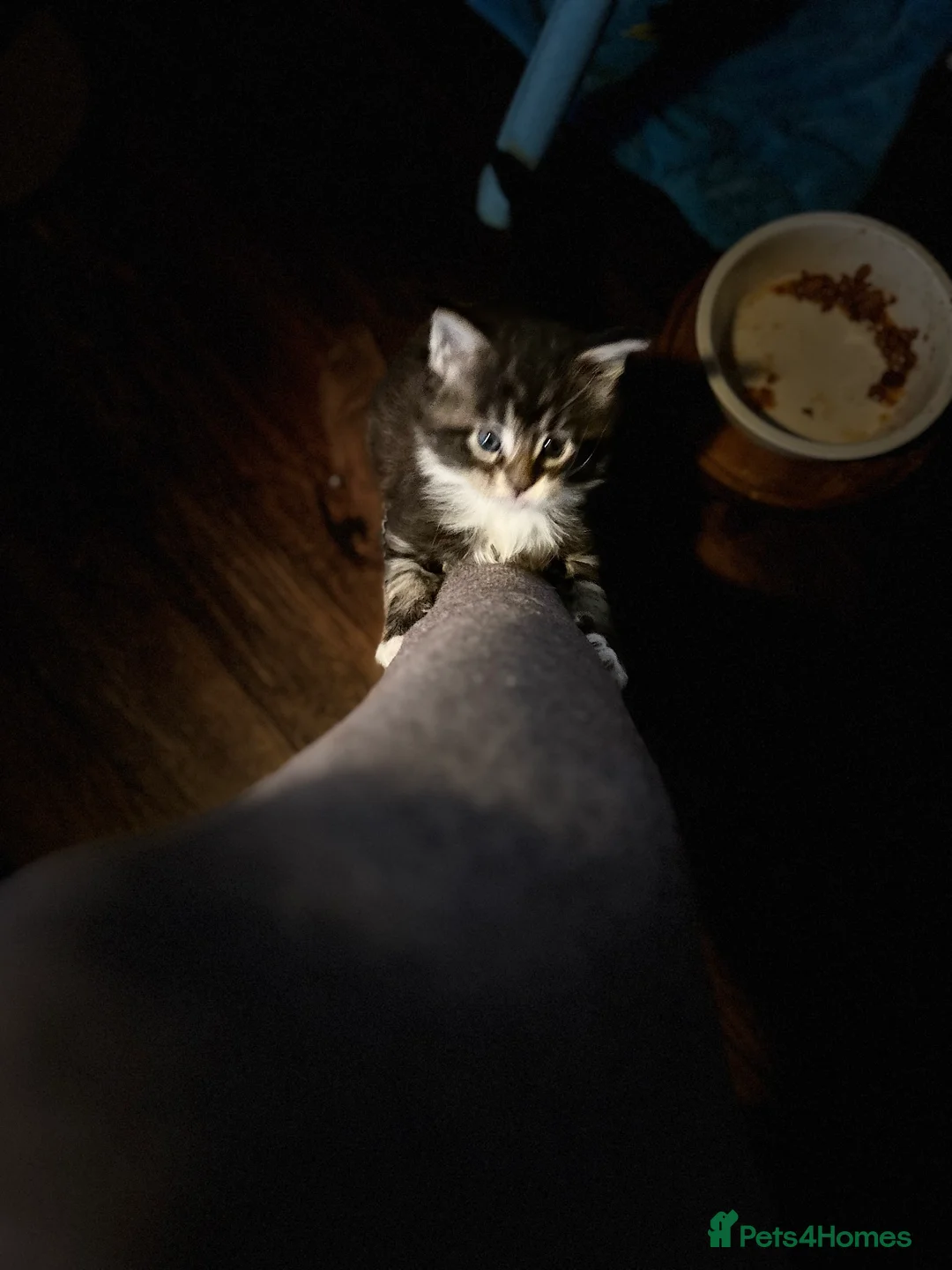 Maine Coon cats for sale: Last  2 Mainecoons kittens. left both boys  - Advert 2