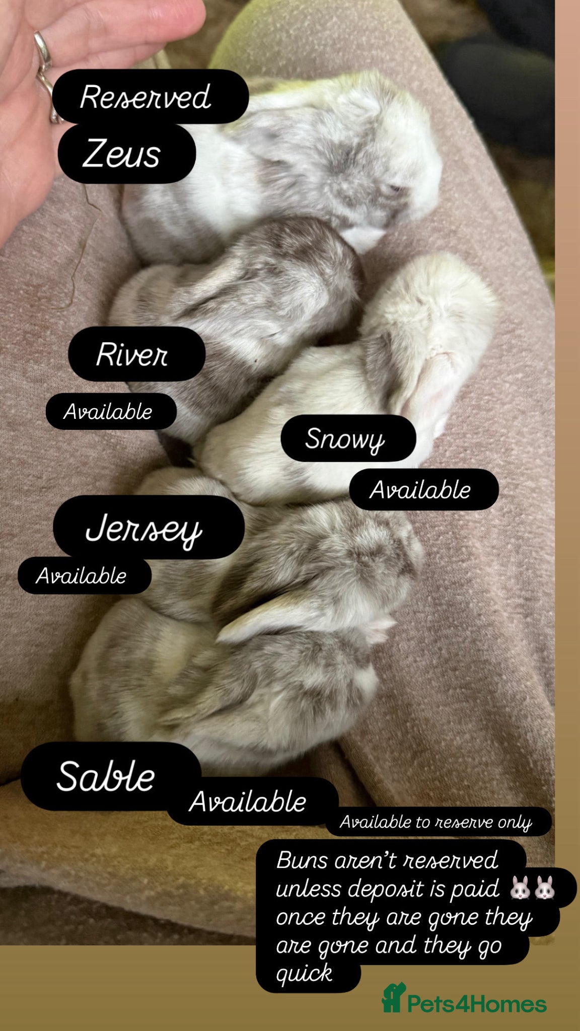 Mini Lop rabbits for sale: Please meet our gorgeous mini lops  - Advert 1
