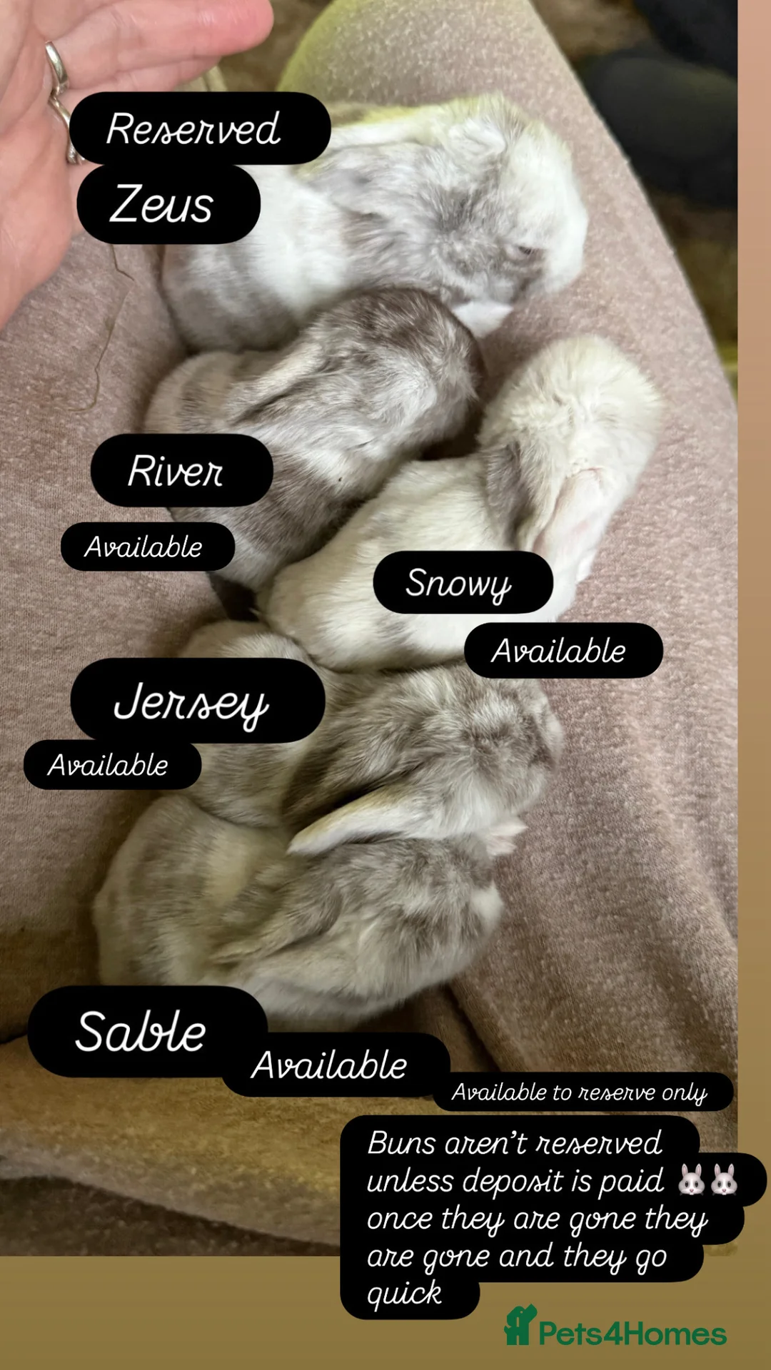 Mini Lop rabbits for sale: Please meet our gorgeous mini lops  - Advert 1