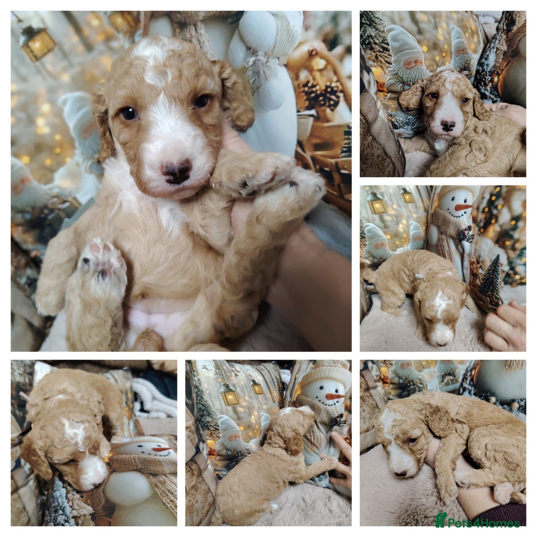 Cockapoo dogs for sale: Cockapoo puppies - Advert 6