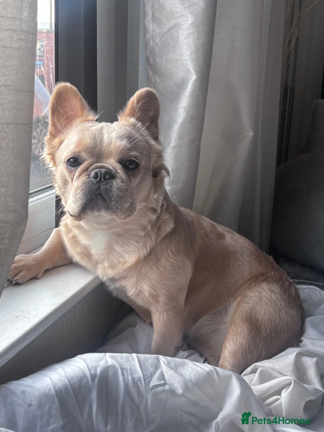 French Bulldog dogs for sale: Chloe in Wigan - Advert 5