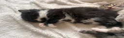 Mixed Breed cats for sale: 4 ragdoll/russian blue mixed kittens  in Warrington - Advert 3