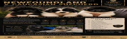 Mixed Breed dogs for sale: READY NOW Black landseer Newfoundland puppies  - Advert 2