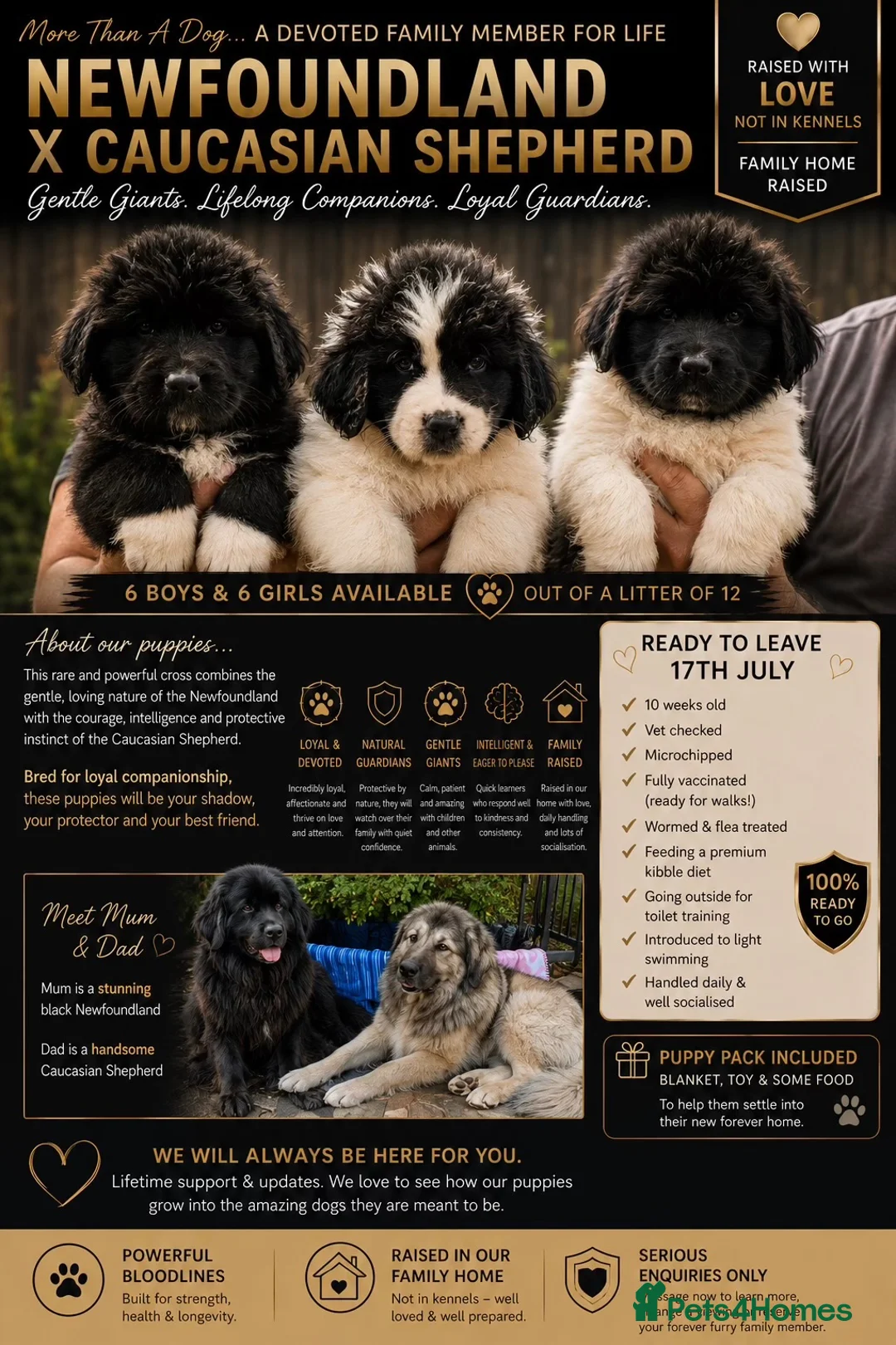 Mixed Breed dogs for sale: READY NOW Black landseer Newfoundland puppies  - Advert 2