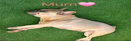 French Bulldog dogs for sale: Beautiful peggy 6month old French bulldog  - Advert 8