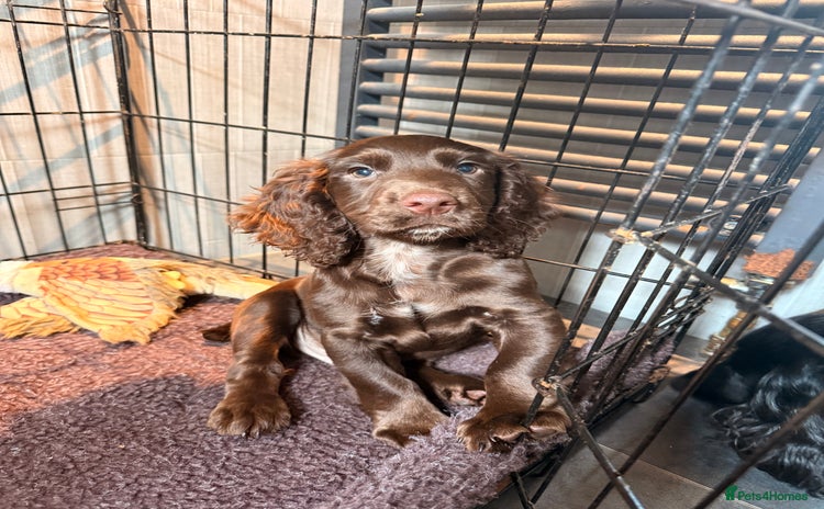 Cocker Spaniel dogs - Advert 8