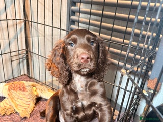 Cocker Spaniel dogs - Advert 31