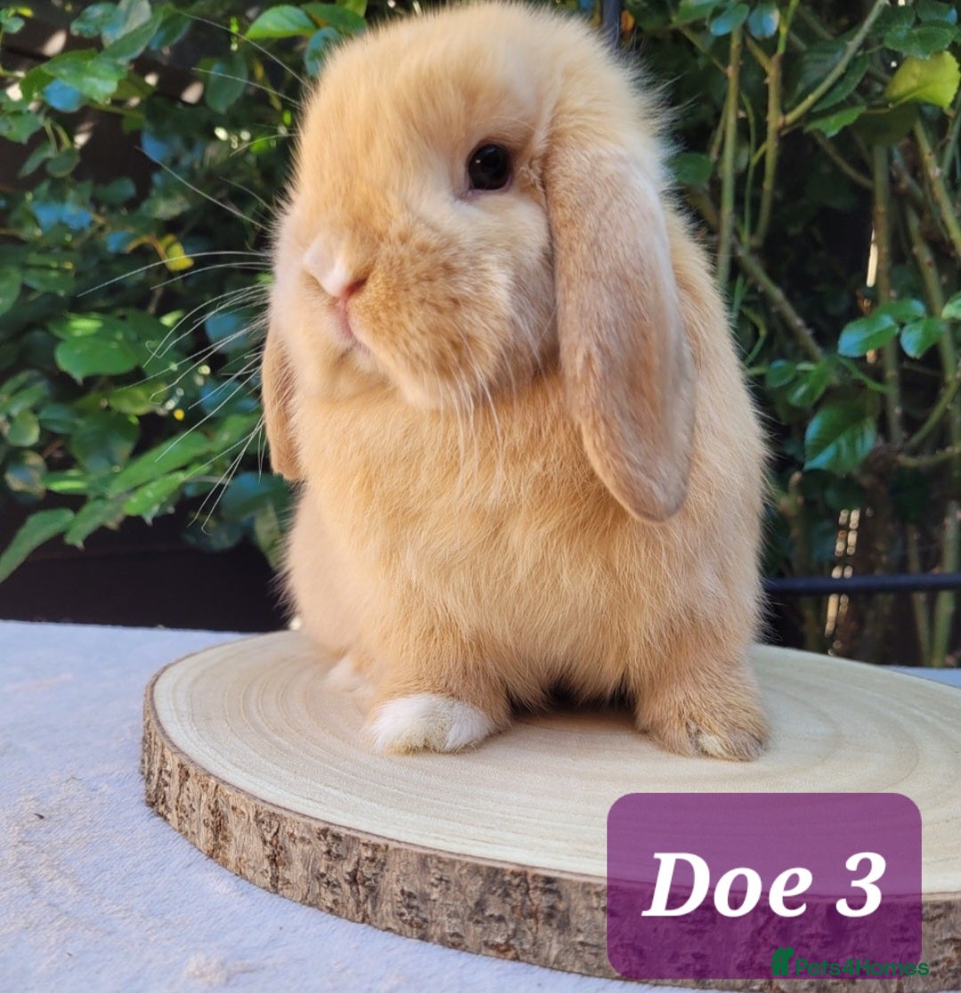 Mini Lop rabbits Beautiful pure bred mini lops - Advert 1