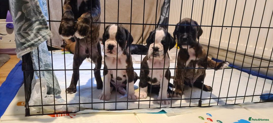 Boxer dogs for sale:  Puppies KC – Exceptional Champion Bloodlines 🐾 - Image 12