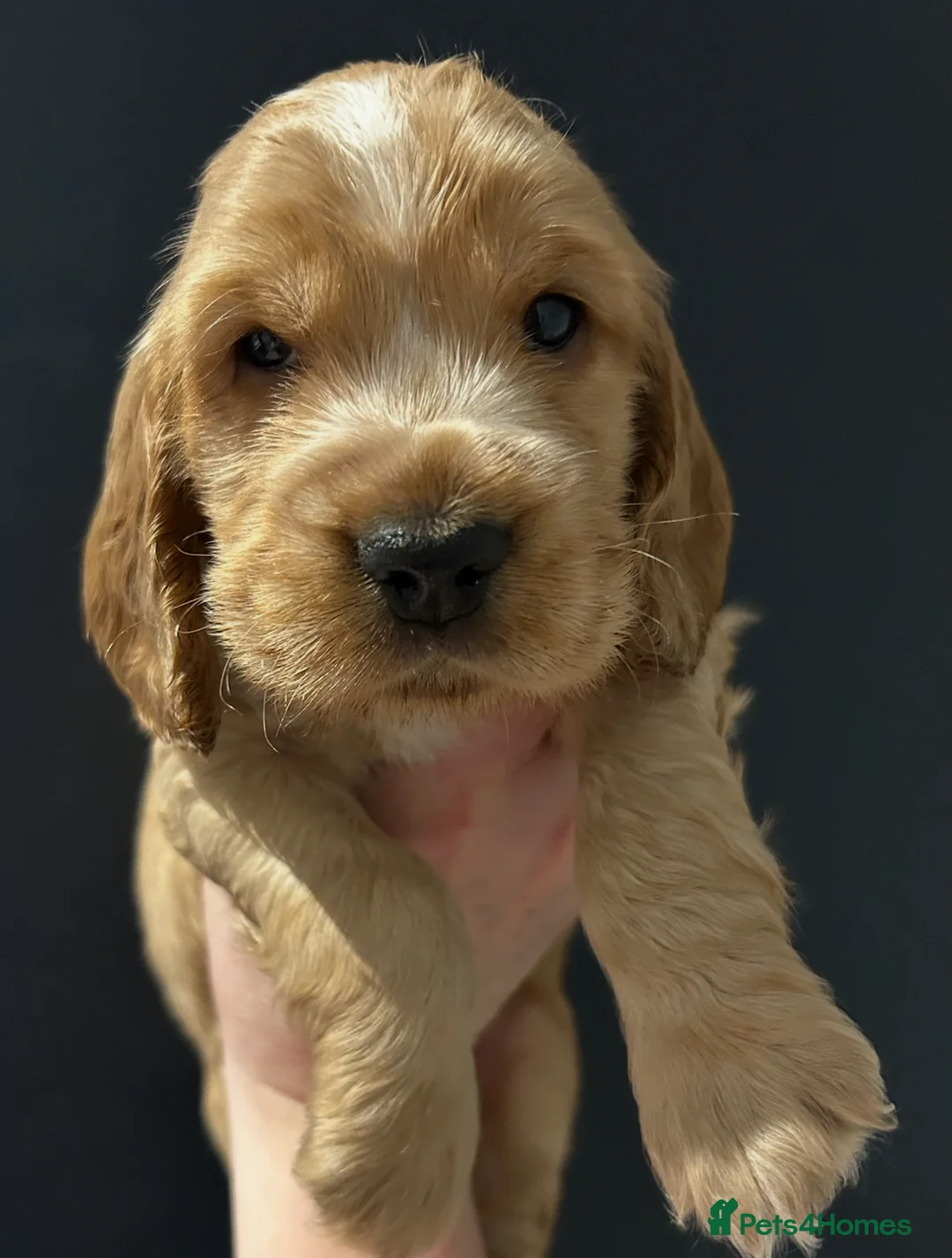 Cocker Spaniel dogs for stud: Gorgeous Orange Roan Show Cocker Spaniel for stud in Cardiff - Advert 3