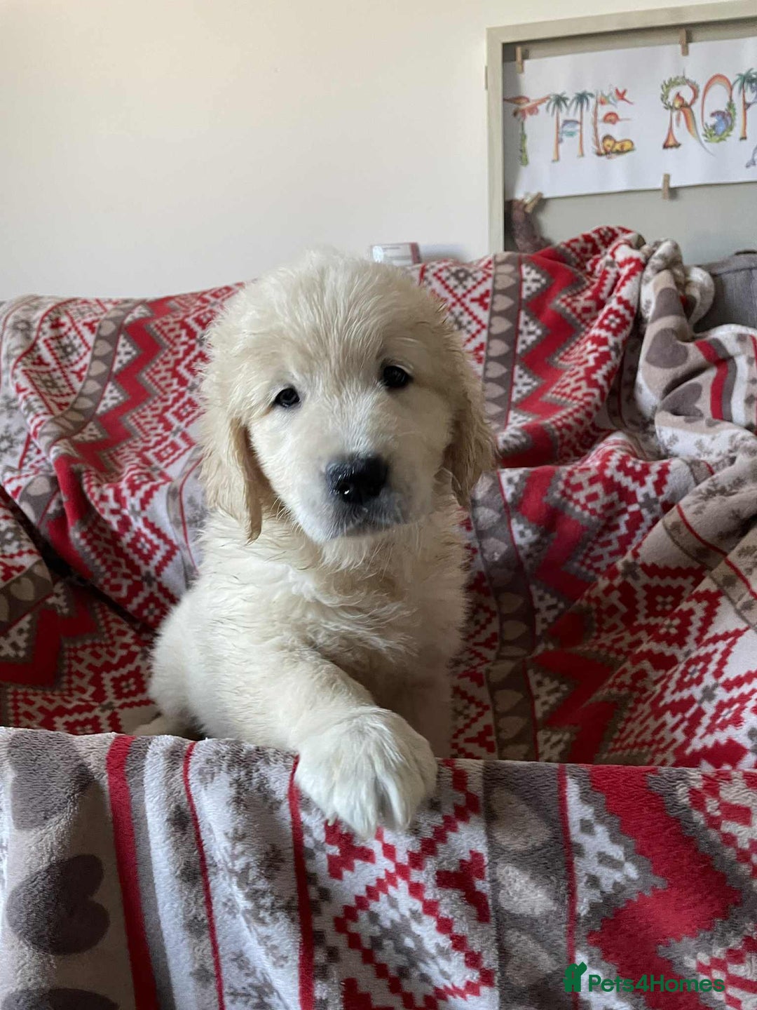 Golden Retriever dogs for sale: Beautiful Chunky golden retriever  - Advert 6