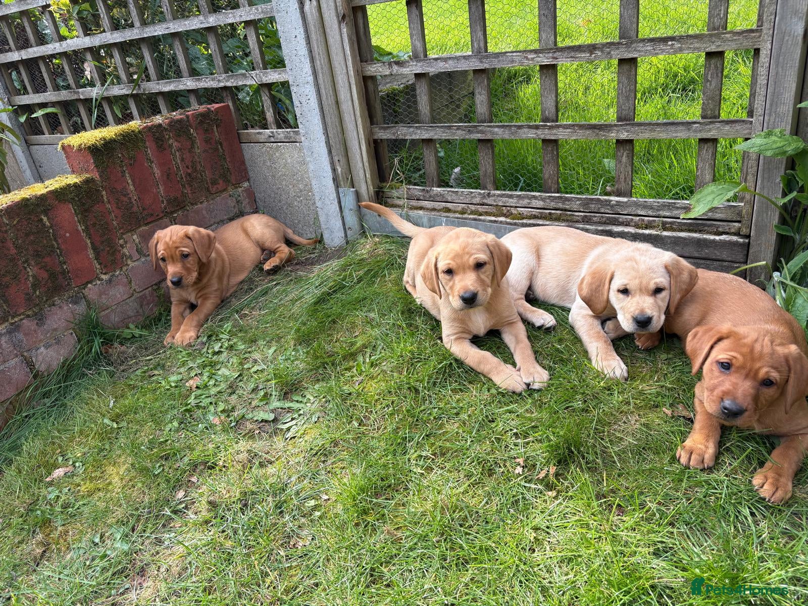 Labrador Retriever dogs KC Red Lab Puppies, 2 X girls left, Rdy this week - Advert 14