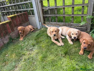 Labrador Retriever dogs KC Red Lab Puppies, 2 X girls left, Rdy this week - Advert 14