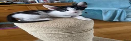 Mixed Breed cats for sale: Beautiful litter is Siamese mixed breed kittens - Advert 20